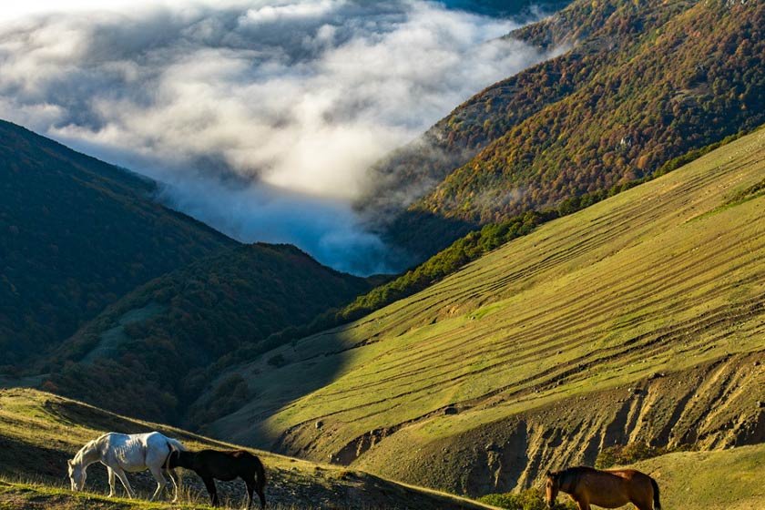 جنگل ارسباران