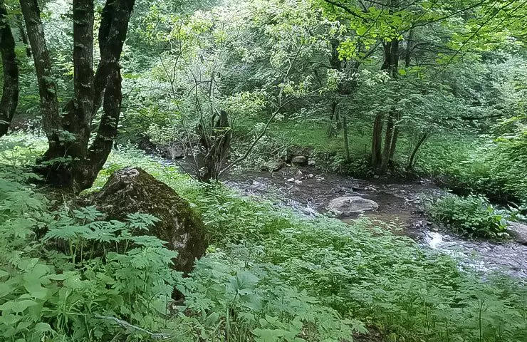 جنگل ارسباران